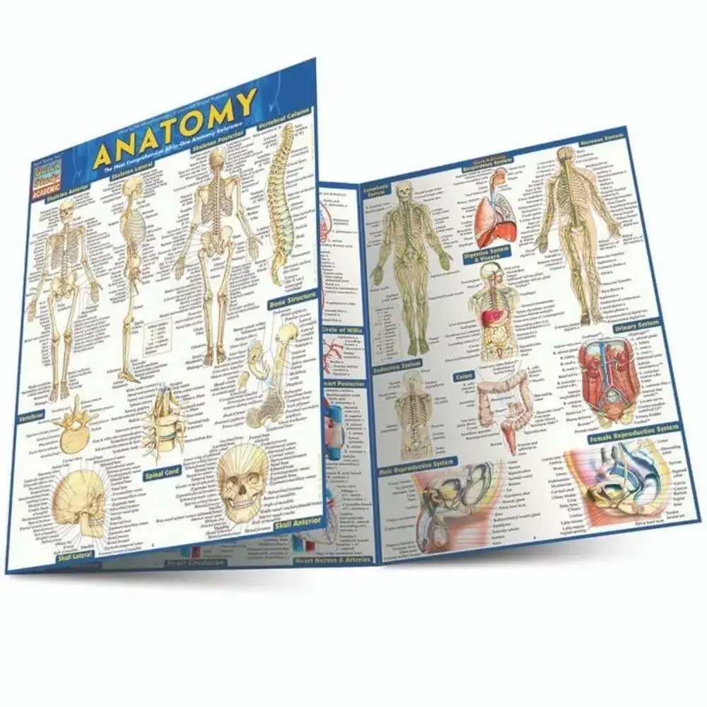 NEW QuickStudy | Anatomy Laminated Tri-Fold Study Guide ~ FAST FREE SHIPPING!